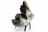 Dark Smoky Quartz Crystal Cluster on Metal Stand - Brazil #349478-2